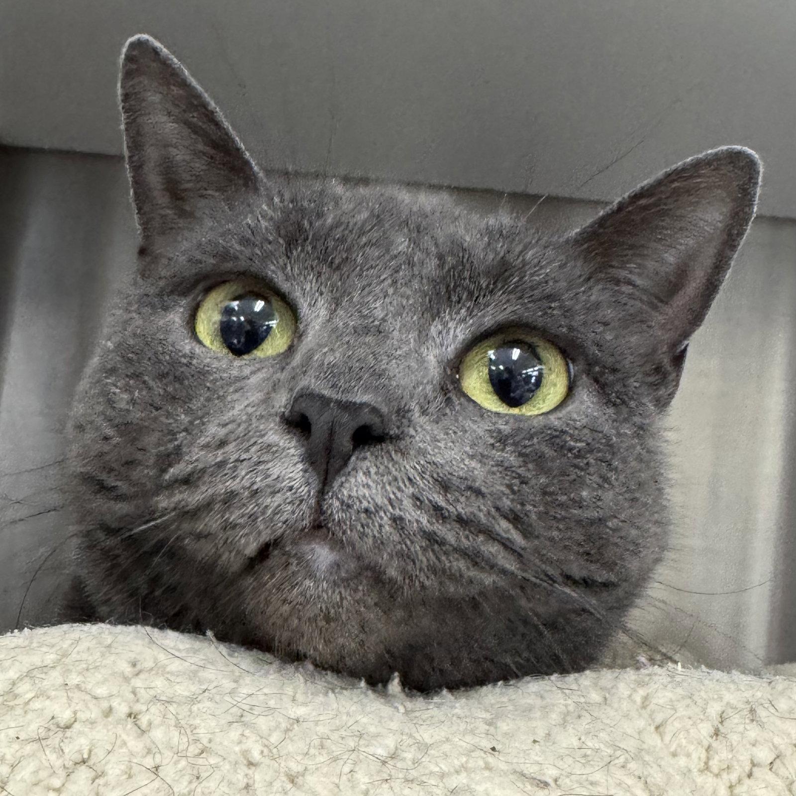 Enlarge Willow, a Adopted Domestic Short Hair in Winchendon, MA image 1/3