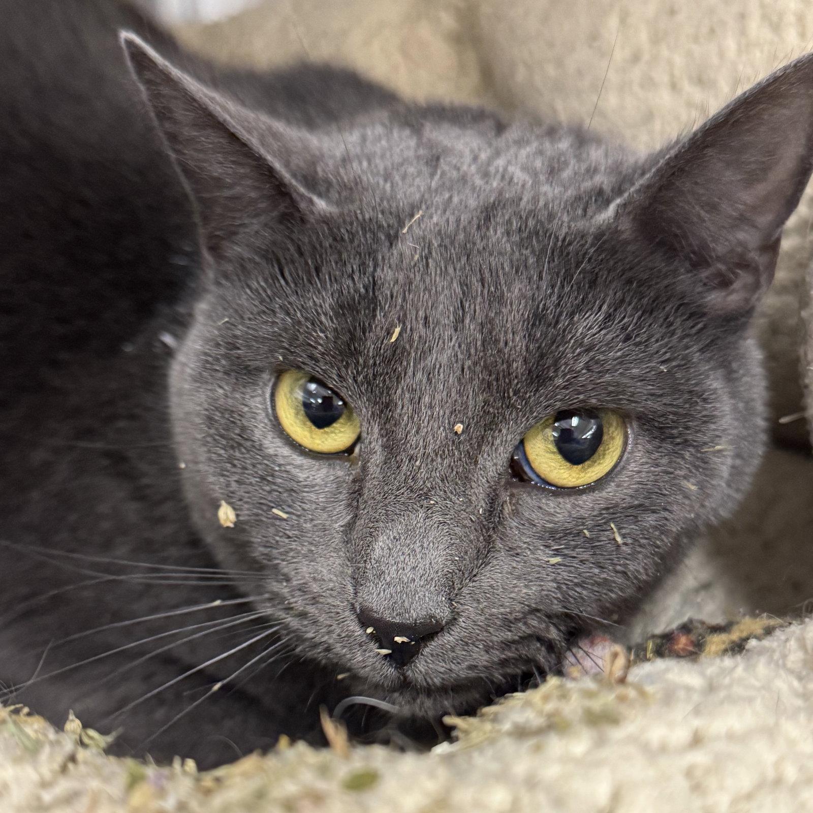 Enlarge Willow, a Adopted Domestic Short Hair in Winchendon, MA image 2/3