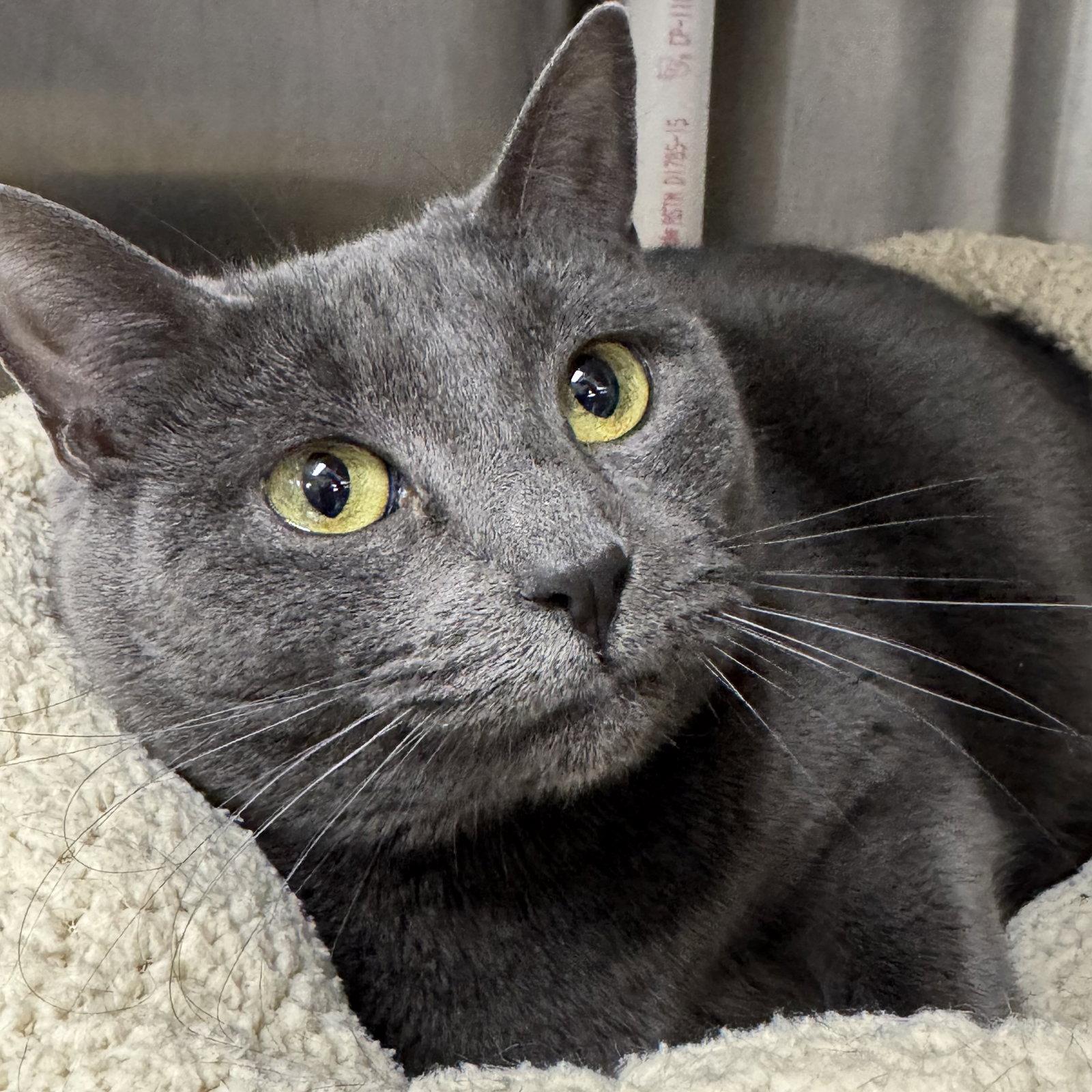 Enlarge Willow, a Adopted Domestic Short Hair in Winchendon, MA image 3/3