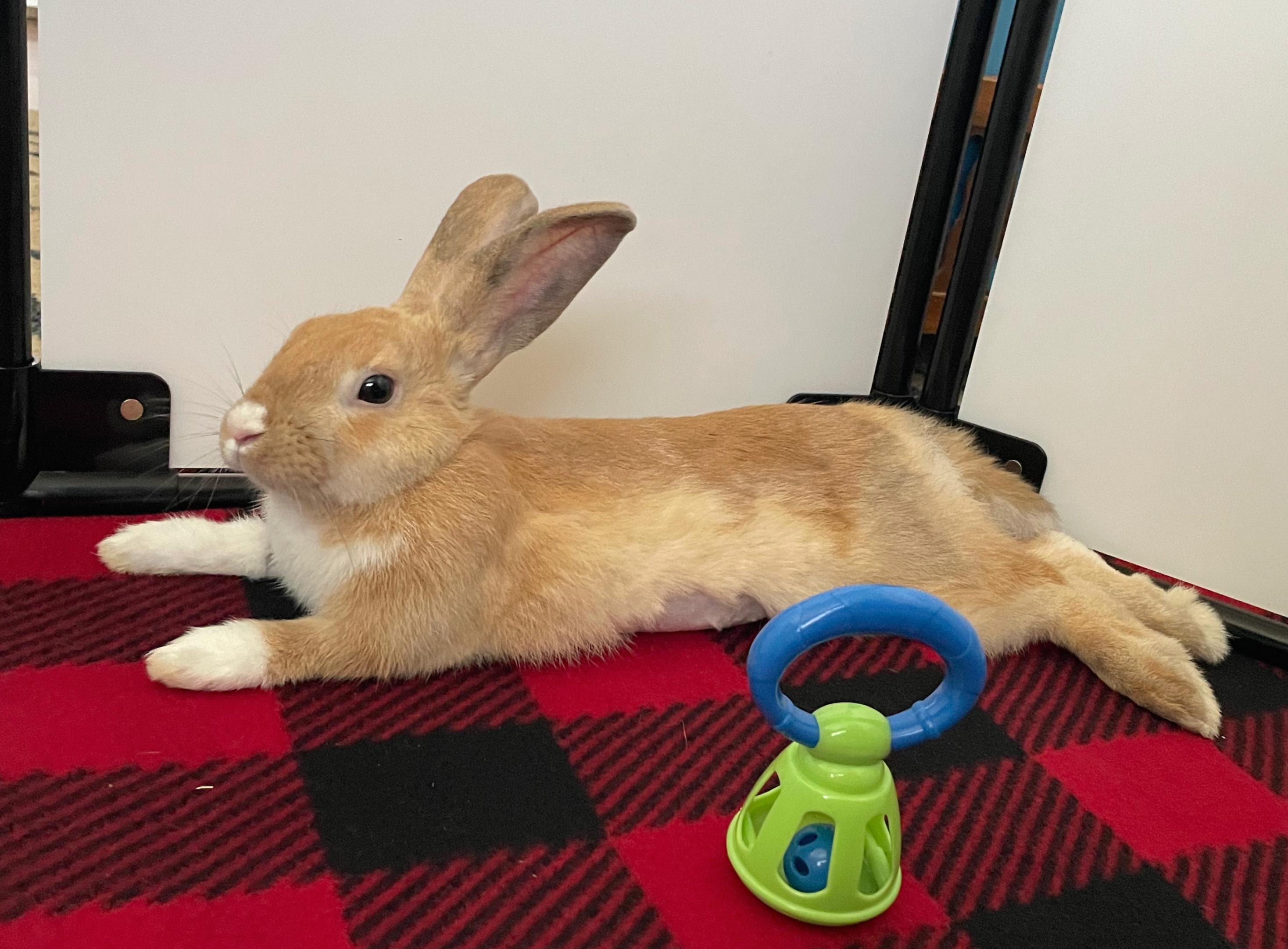 Enlarge Summer, a Adoptable Dutch in San Antonio, TX image 5/6