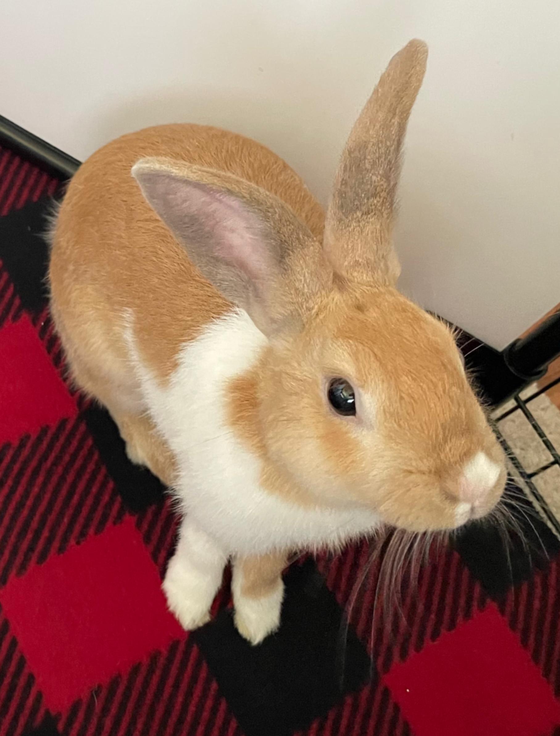 Enlarge Summer, a Adoptable Dutch in San Antonio, TX image 3/6