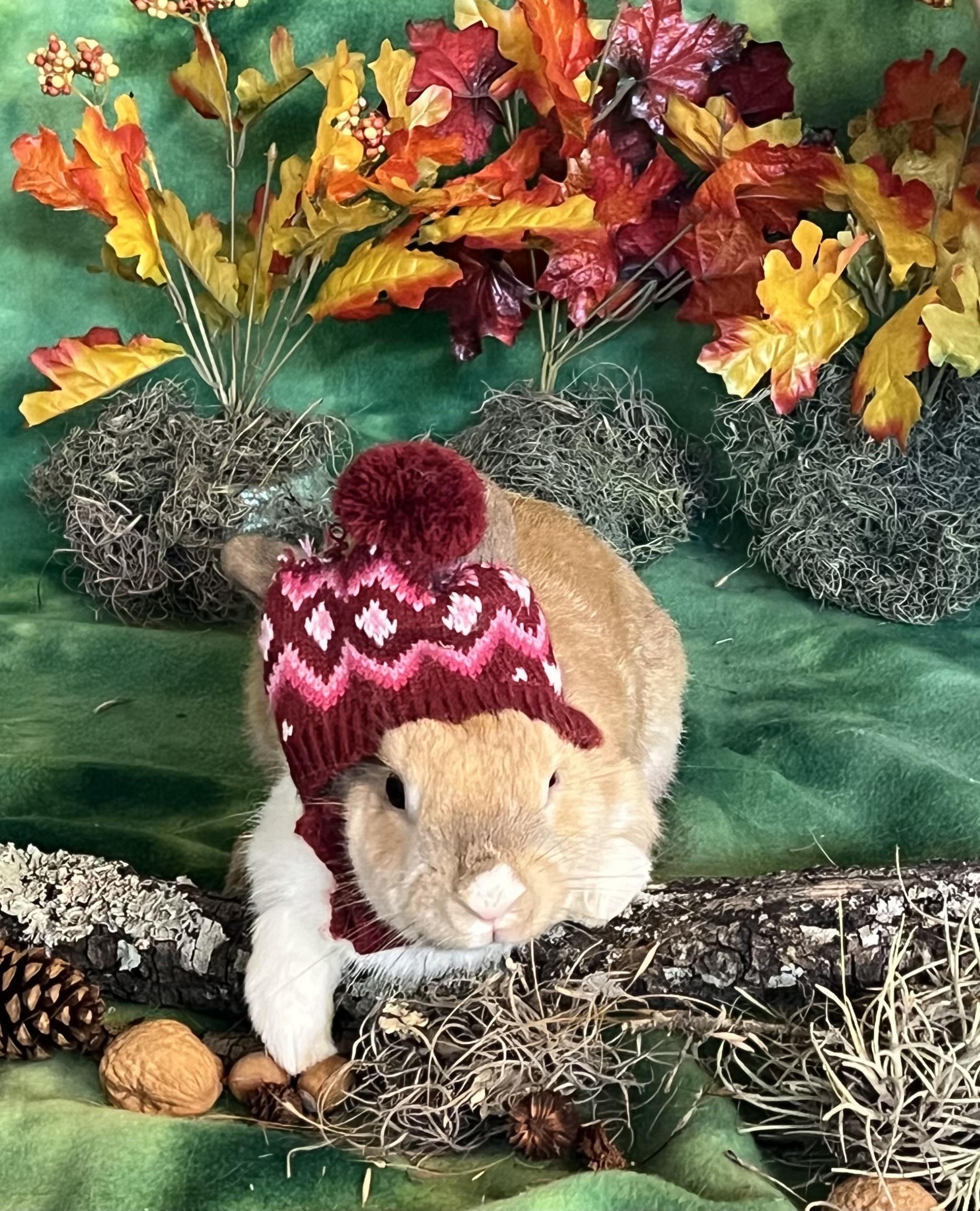 Enlarge Summer, a Adoptable Dutch in San Antonio, TX image 1/6