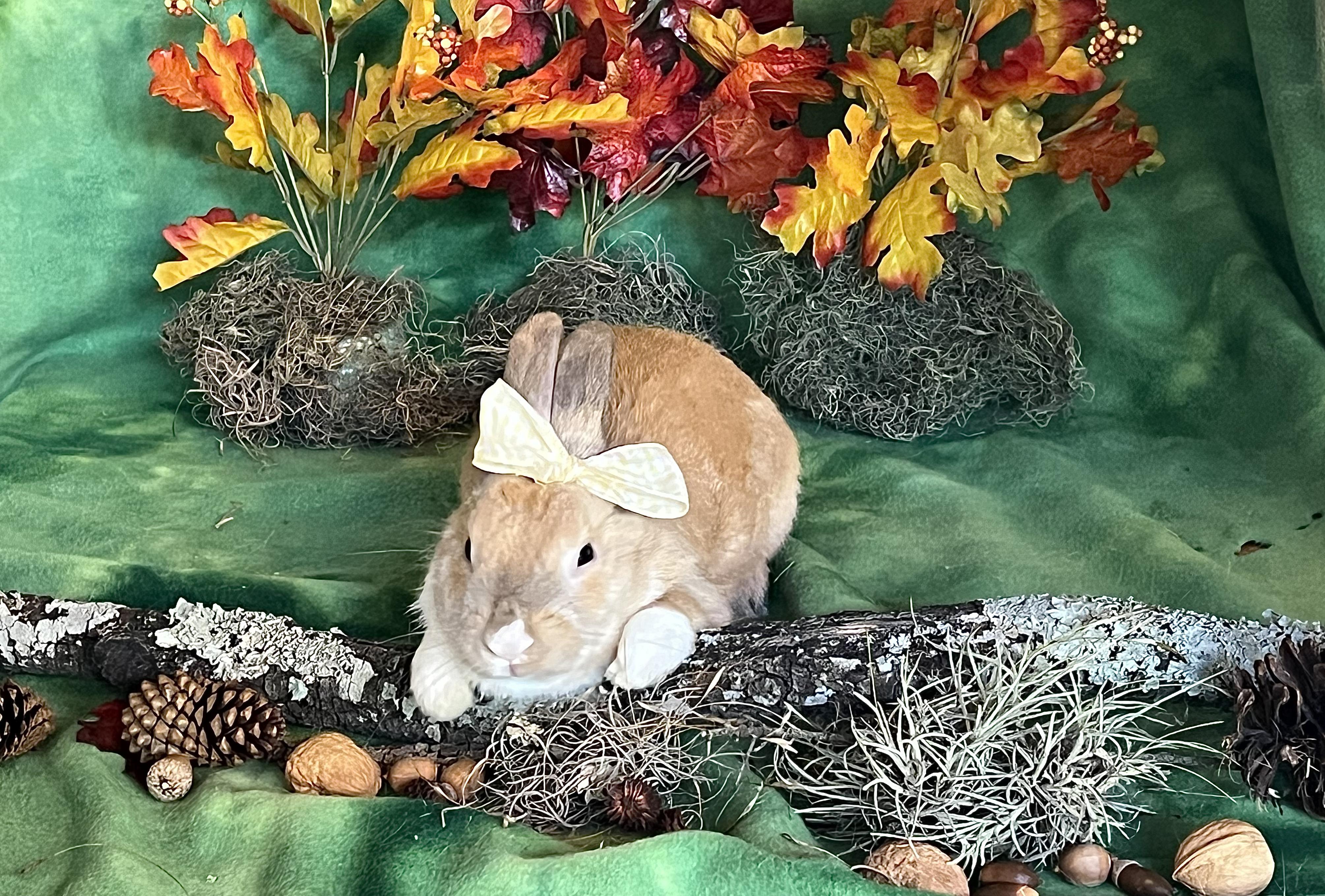 Enlarge Summer, a Adoptable Dutch in San Antonio, TX image 2/6