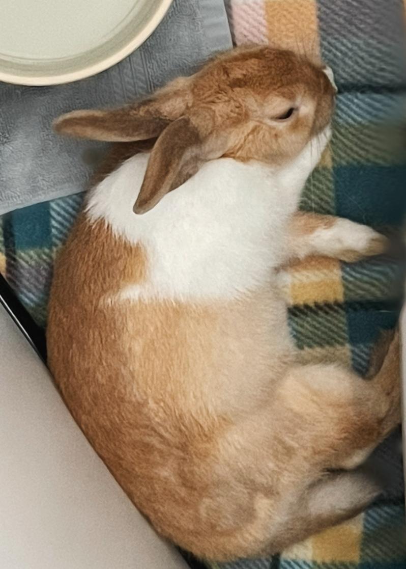 Enlarge Summer, a Adoptable Dutch in San Antonio, TX image 6/6