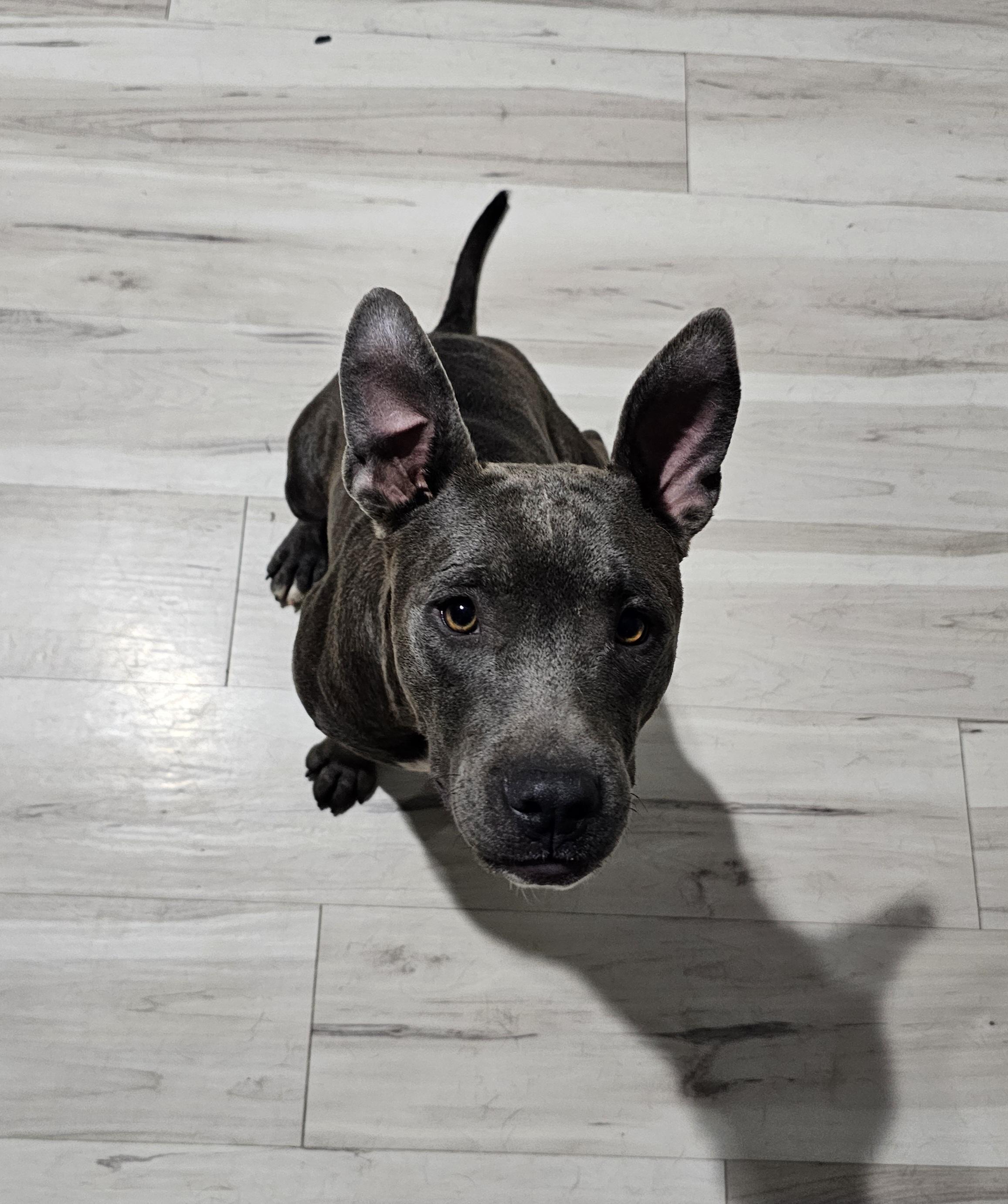 Blueberry, Adopted, Adult Female American Staffordshire Terrier.