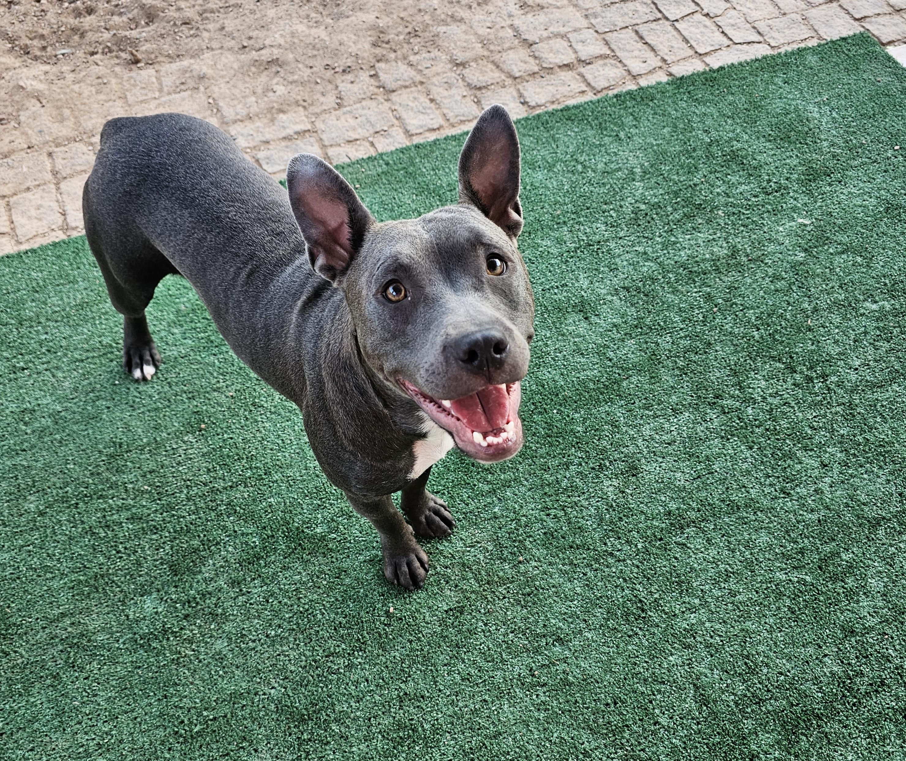 Enlarge Blueberry, a Adopted mixed breed in Mesa, AZ image 4/6