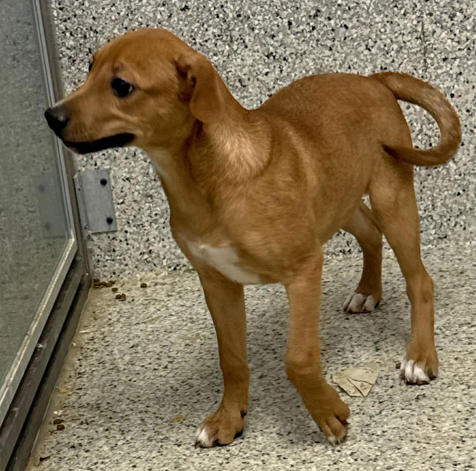 Dempsey, a Adoptable Hound in Mechanicsburg, PA image 1/3
