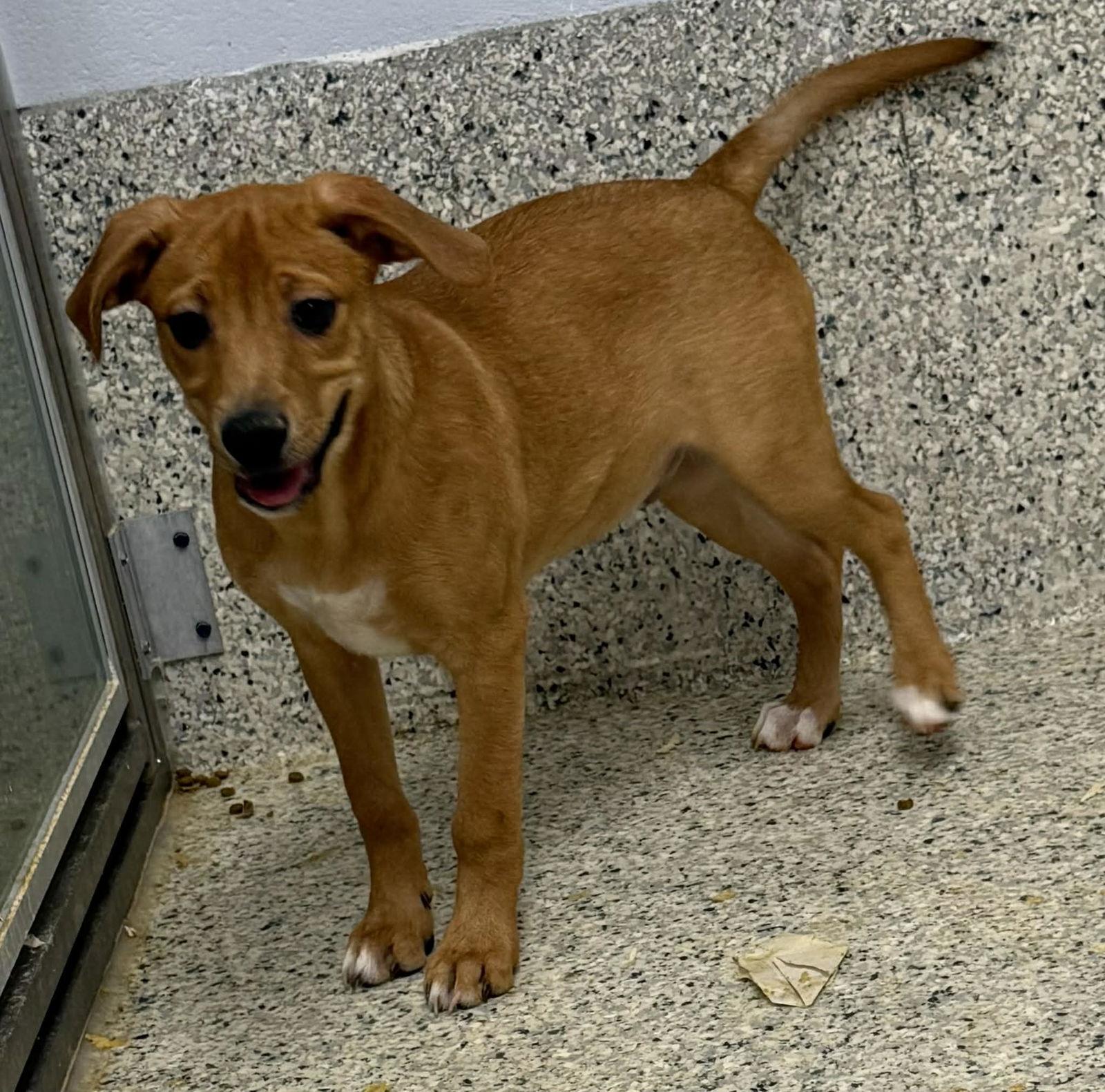 Dempsey, a Adoptable Hound in Mechanicsburg, PA image 2/3