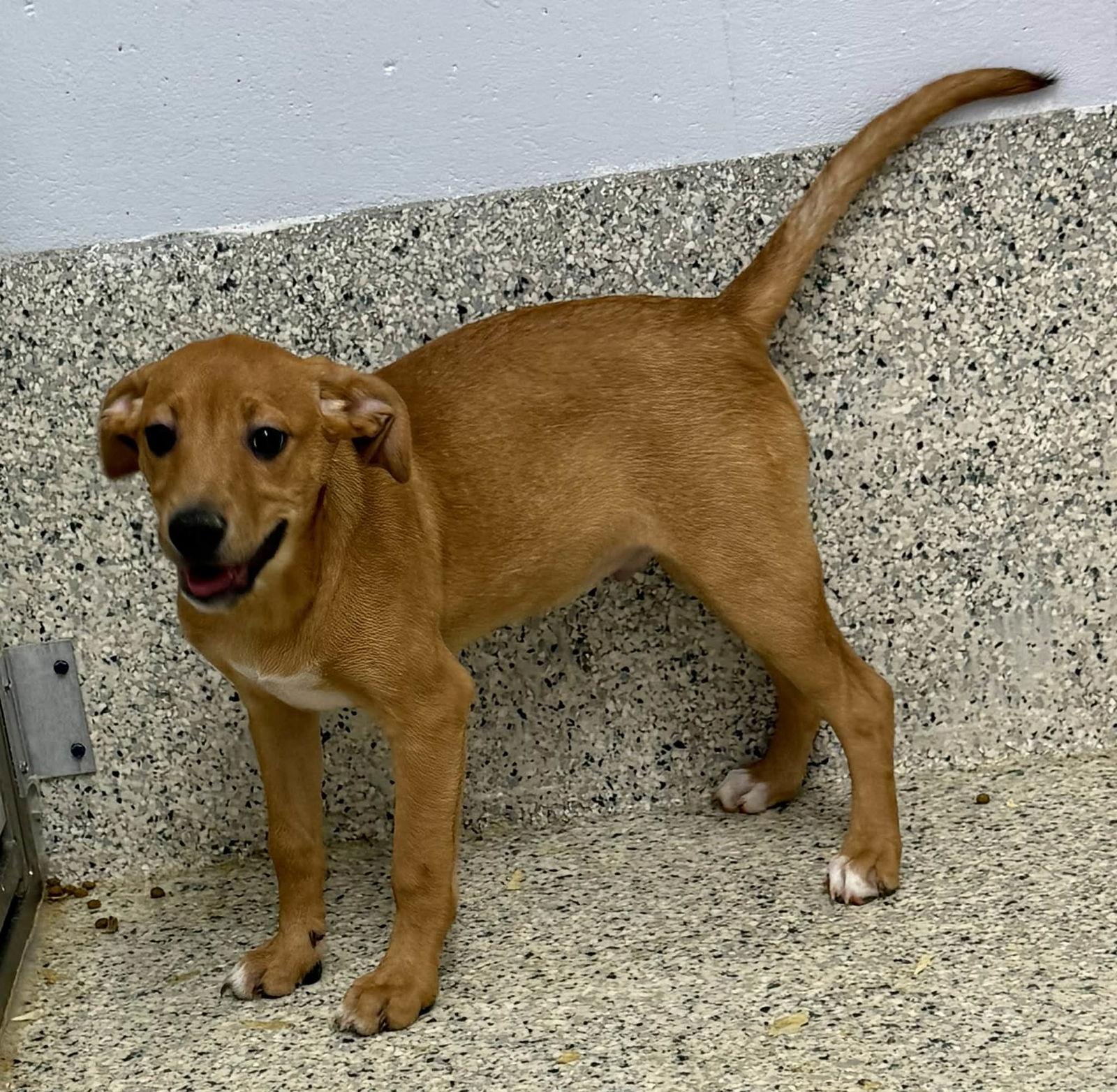 Dempsey, a Adoptable Hound in Mechanicsburg, PA image 3/3
