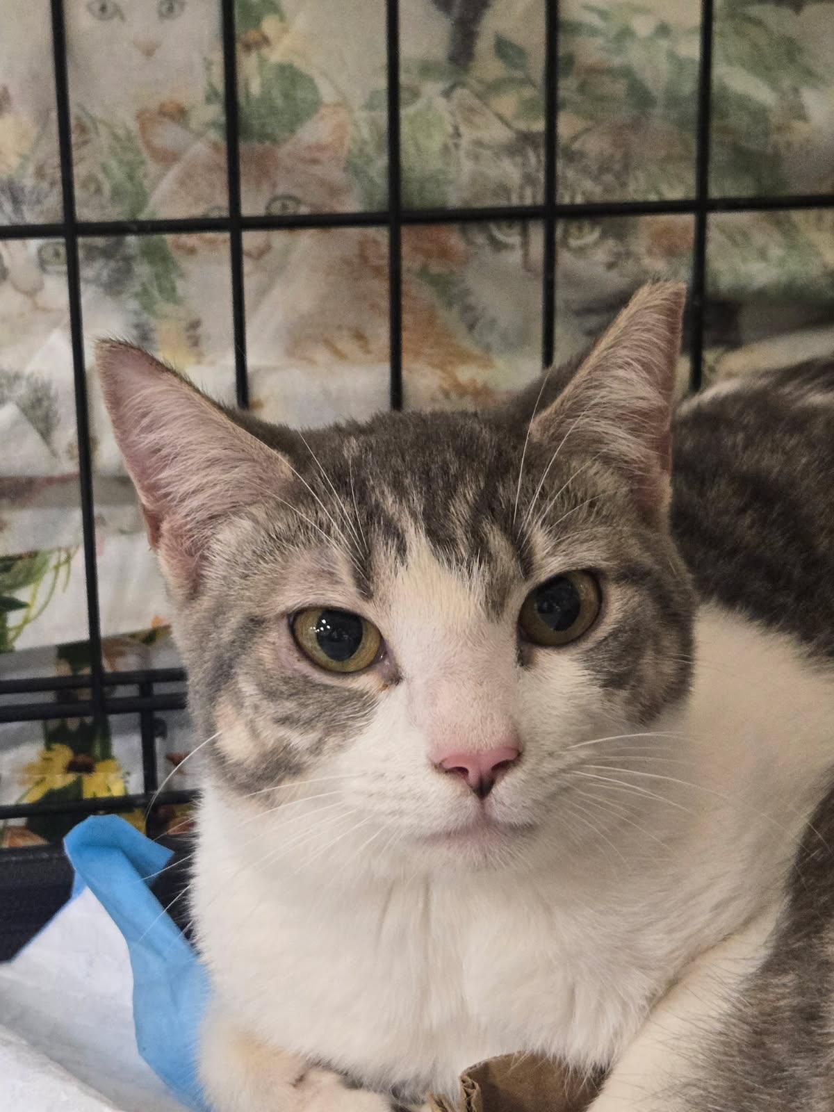 Enlarge Aspen, a Adoptable Domestic Short Hair in Bridgeton, NC image 1/2