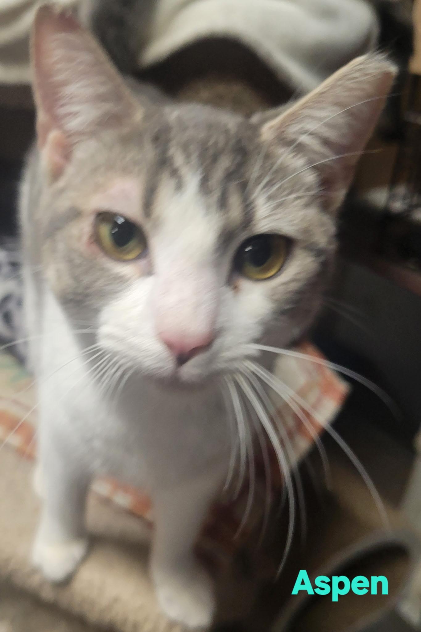 Enlarge Aspen, a Adoptable Domestic Short Hair in Bridgeton, NC image 2/2