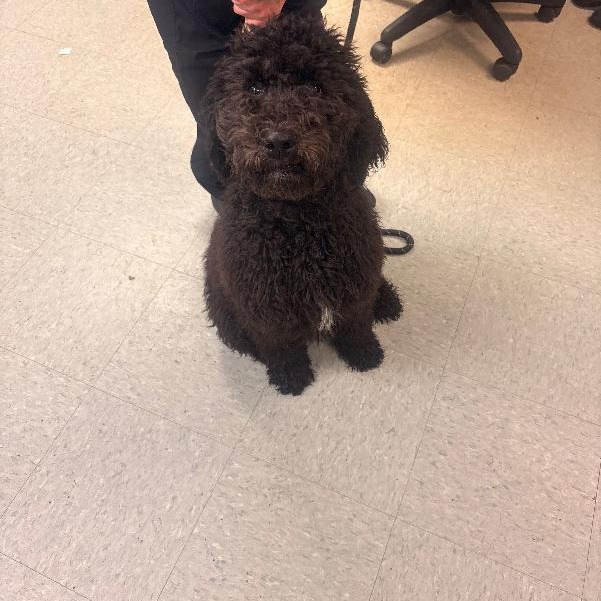 Millie, Adopted, Young Female Standard Poodle.