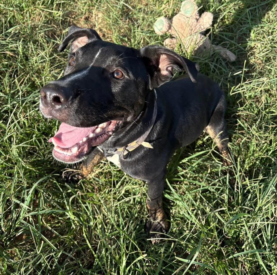 Turtle, a Adoptable mixed breed in Monroeville , PA image 2/6