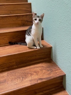 Pebbles, Adoptable, Adult Female Domestic Short Hair.