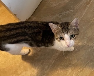 Pebbles, a Adoptable Domestic Short Hair in Mililani, HI image 2/5