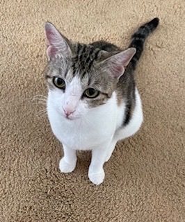 Pebbles, a Adoptable Domestic Short Hair in Mililani, HI image 3/5