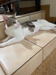 Pebbles, a Adoptable Domestic Short Hair in Mililani, HI image 4/5