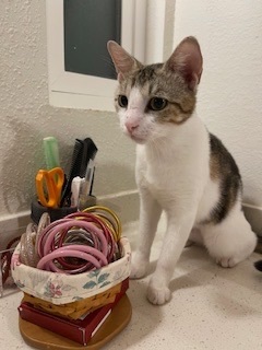 Pebbles, a Adoptable Domestic Short Hair in Mililani, HI image 5/5