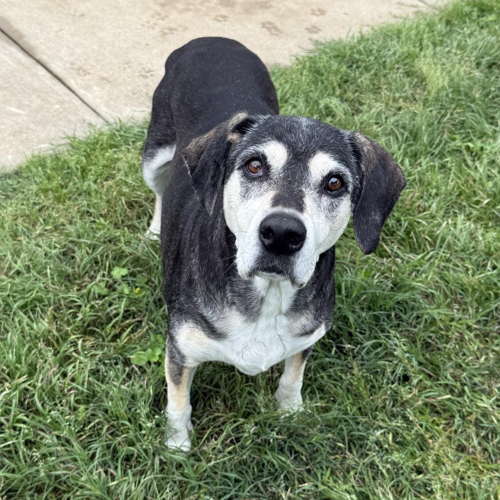 Enlarge Sadie, a Adoptable mixed breed in Brenham, TX image 2/6