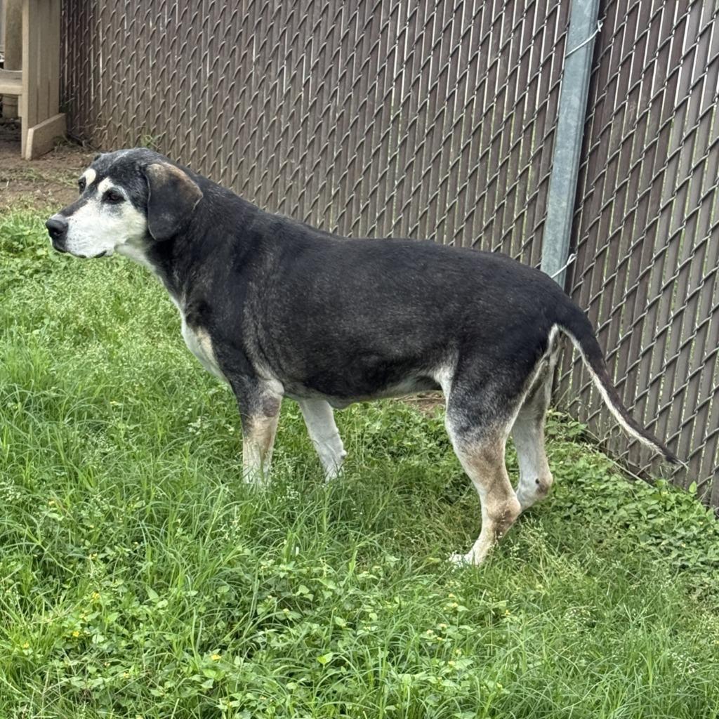 Enlarge Sadie, a Adoptable mixed breed in Brenham, TX image 3/6