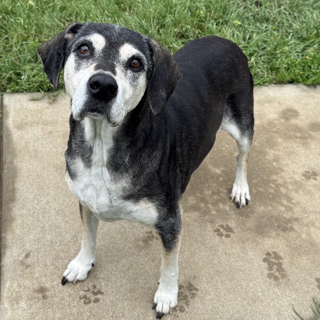 Enlarge Sadie, a Adoptable mixed breed in Brenham, TX image 4/6