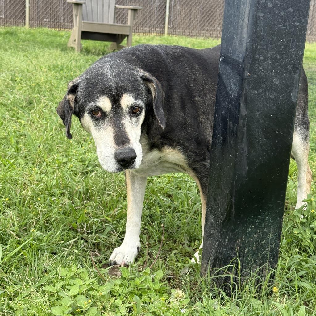 Enlarge Sadie, a Adoptable mixed breed in Brenham, TX image 5/6