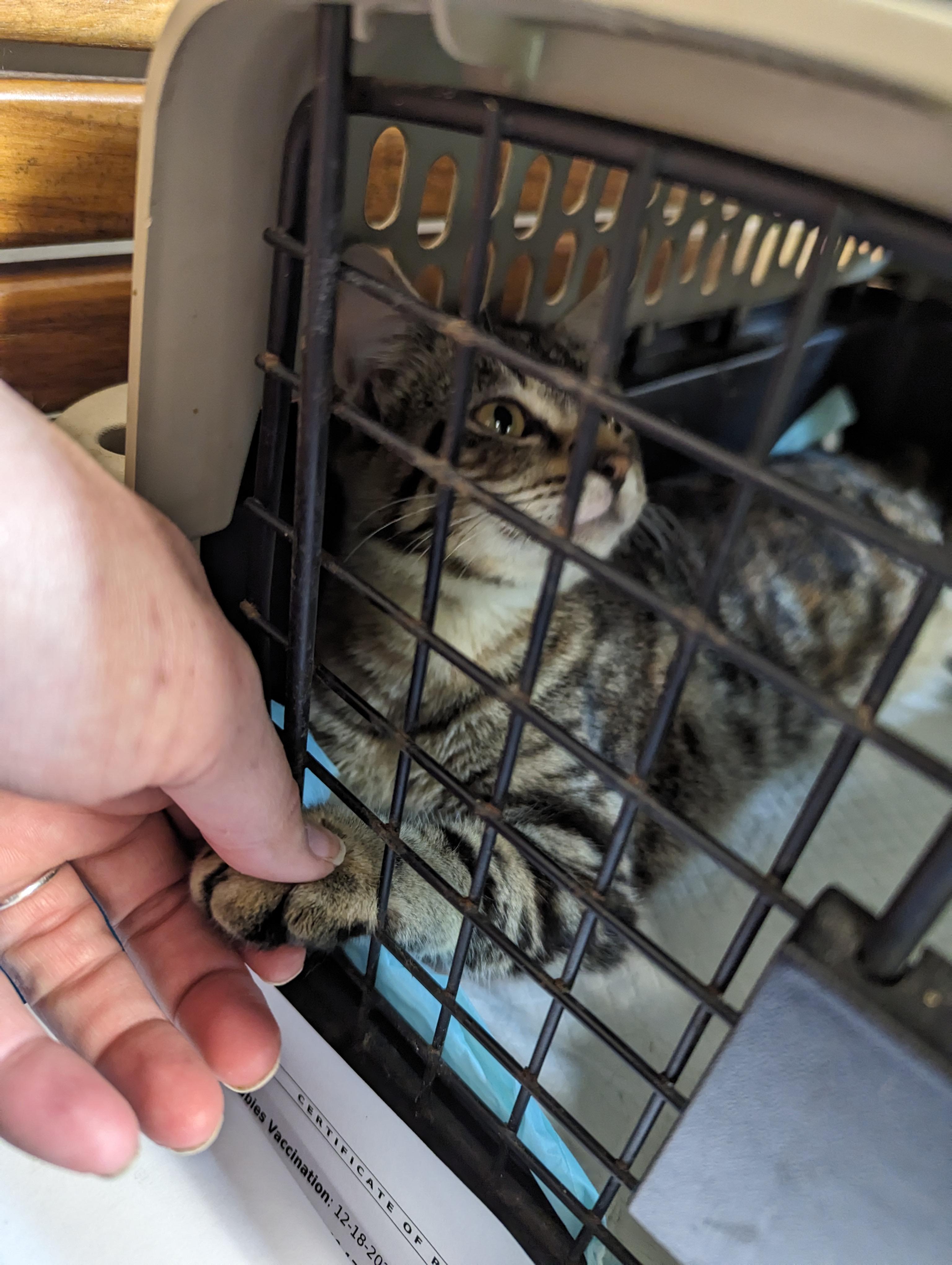 Rain, Adopted, Adult Female Domestic Short Hair.