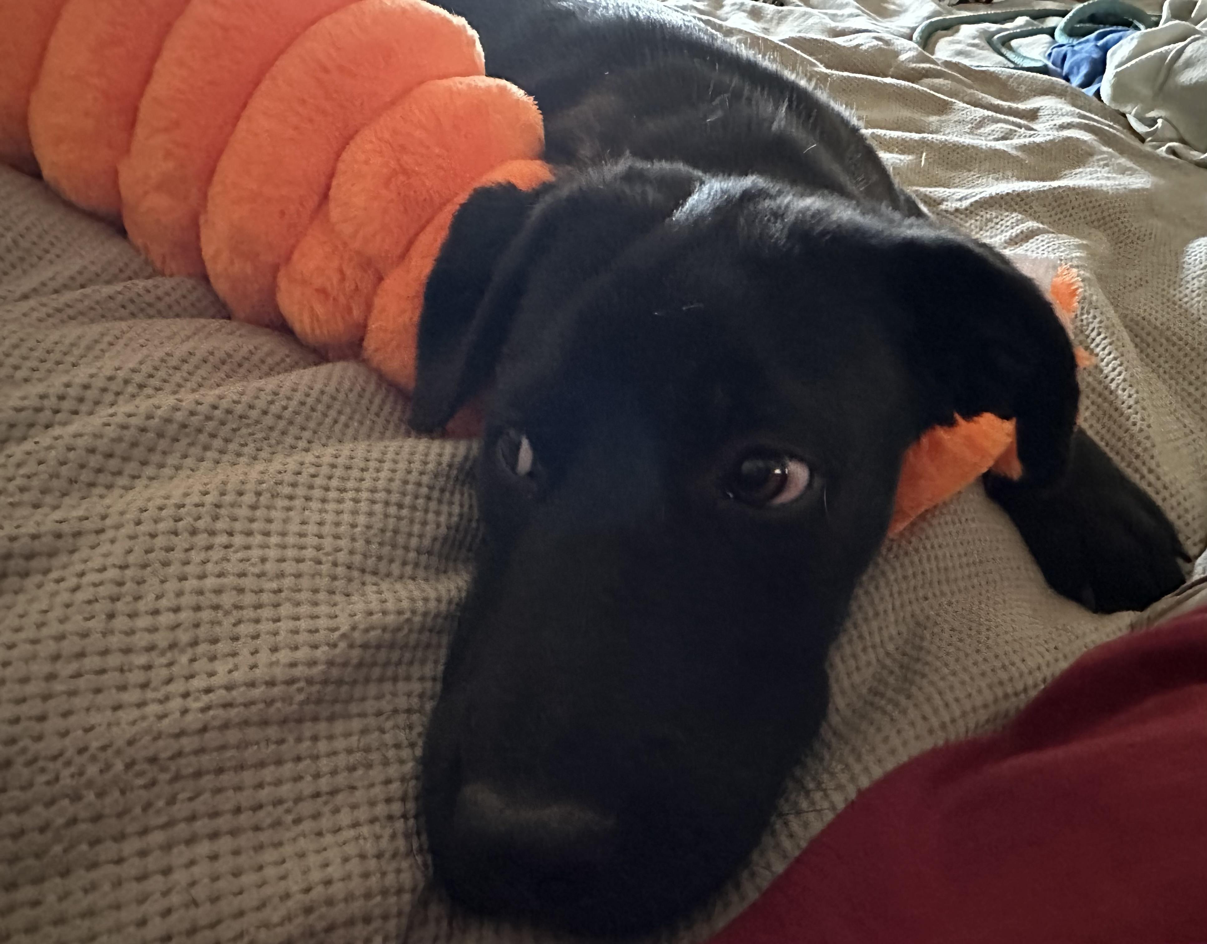 Mabel, an adoptable Black Labrador Retriever, Mixed Breed in Carr, CO, 80612 | Photo Image 3