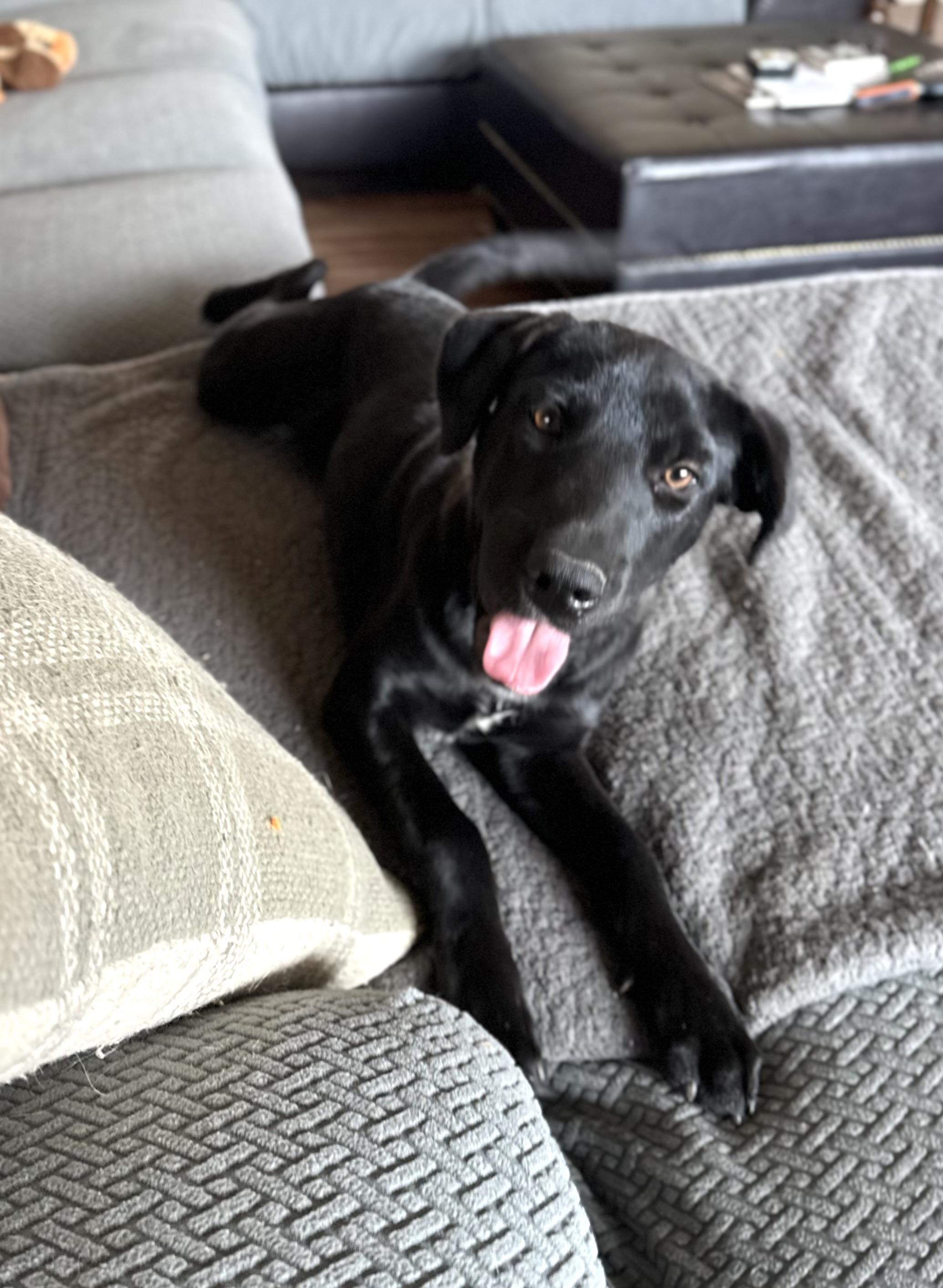 Mabel, an adoptable Black Labrador Retriever, Mixed Breed in Carr, CO, 80612 | Photo Image 1