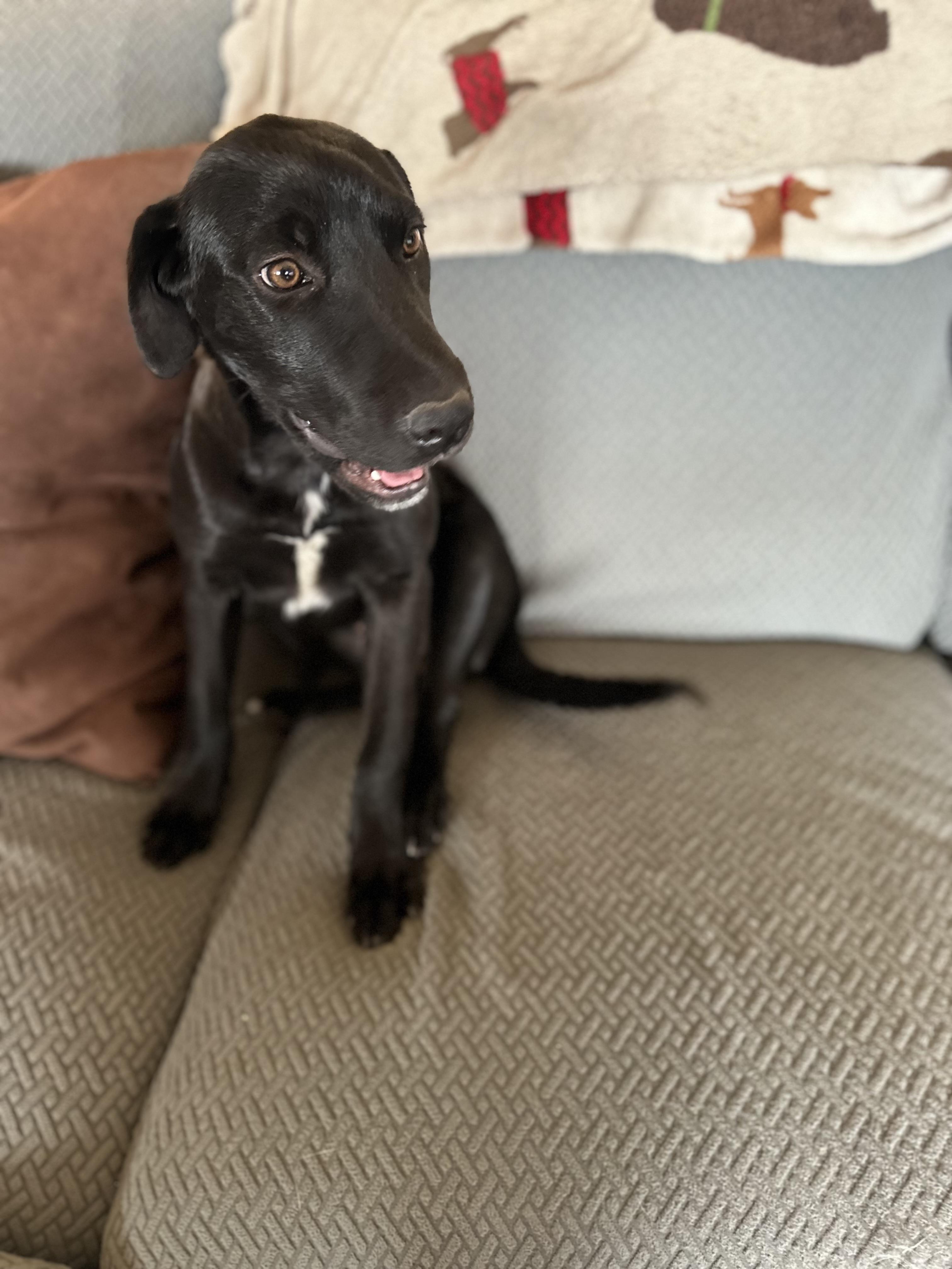 Mabel, an adoptable Black Labrador Retriever, Mixed Breed in Carr, CO, 80612 | Photo Image 5