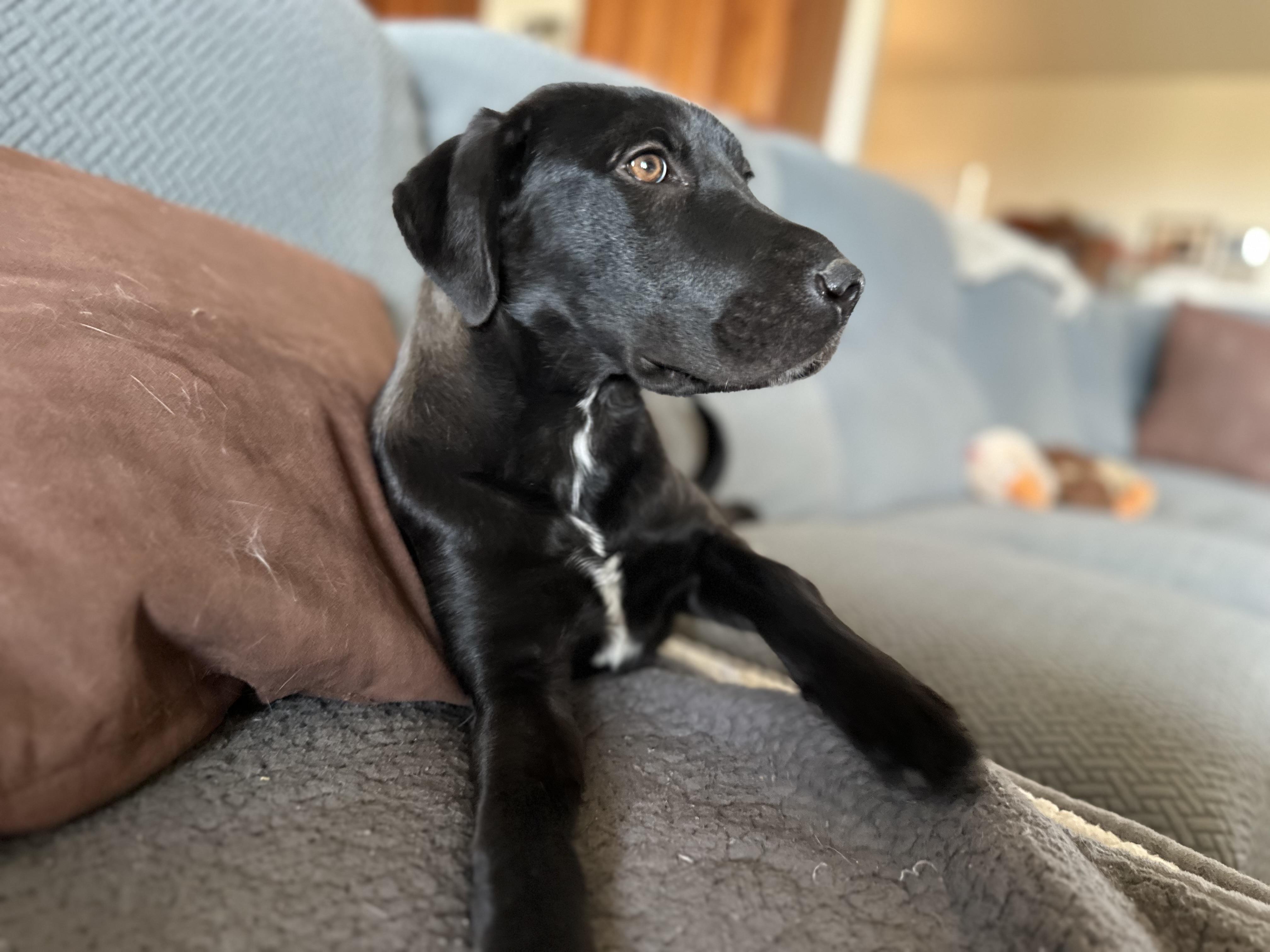 Mabel, an adoptable Black Labrador Retriever, Mixed Breed in Carr, CO, 80612 | Photo Image 4