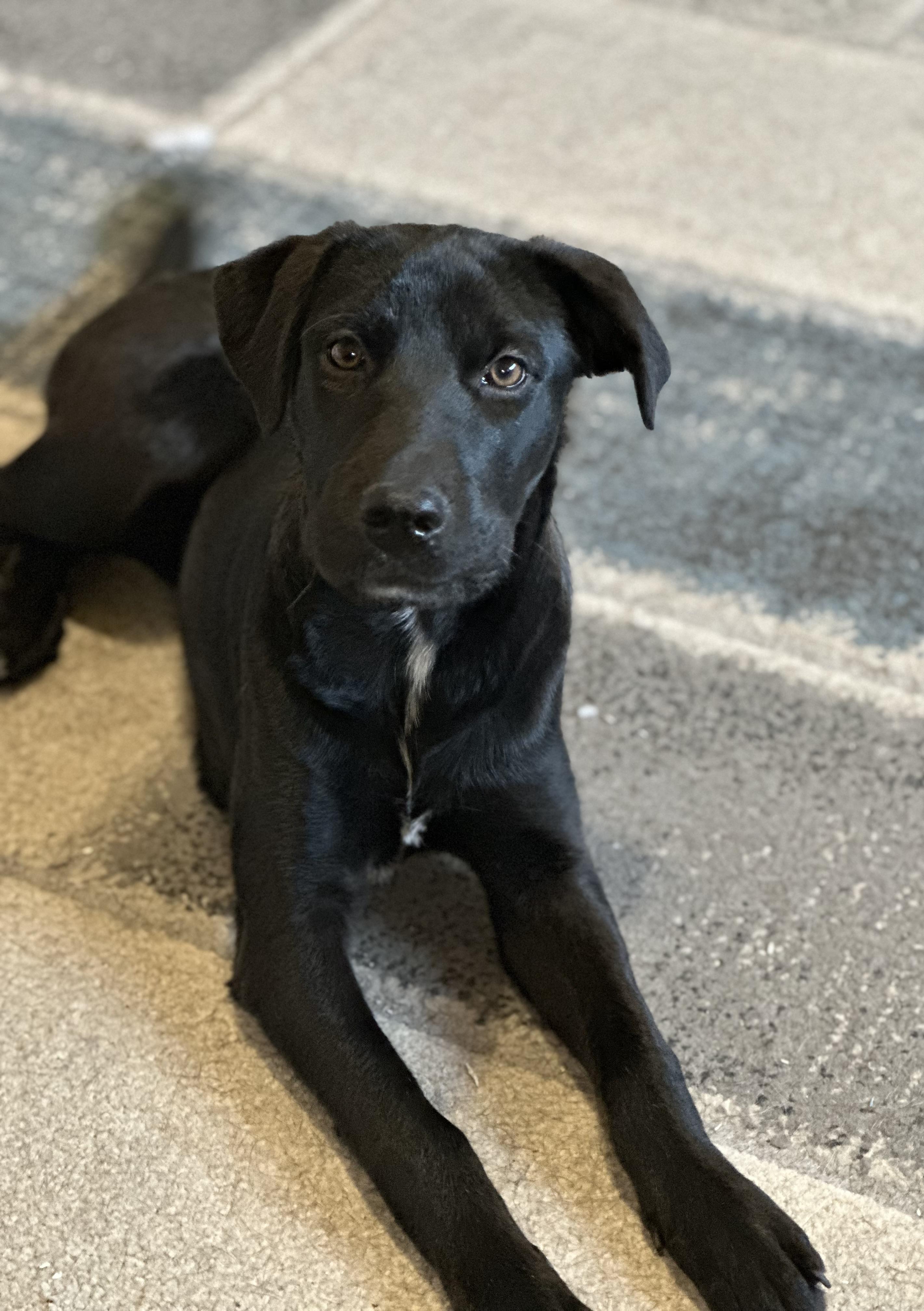 Mabel, an adoptable Black Labrador Retriever, Mixed Breed in Carr, CO, 80612 | Photo Image 2