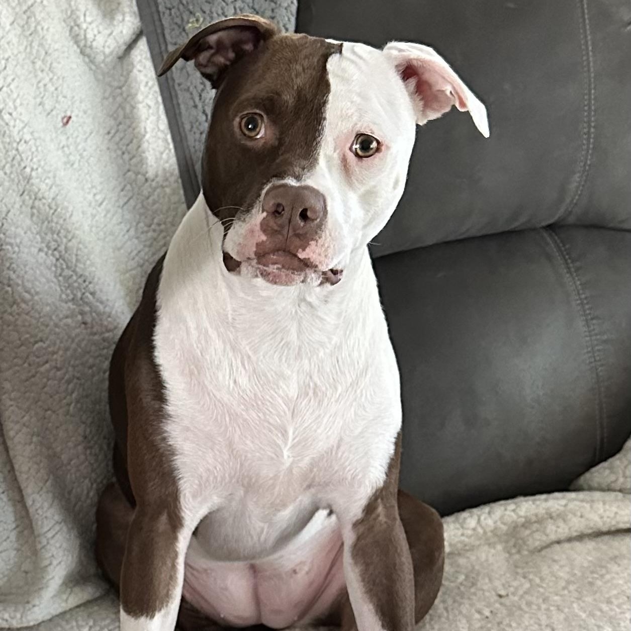 Enlarge Little Miss Princess, a ADOPTABLE mixed breed in Newton, NJ image 4/4