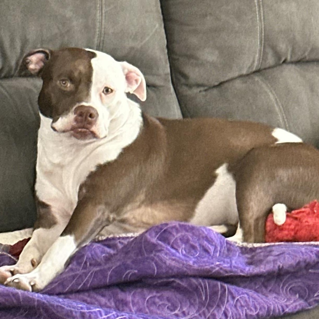 Enlarge Little Miss Princess, a ADOPTABLE mixed breed in Newton, NJ image 2/4