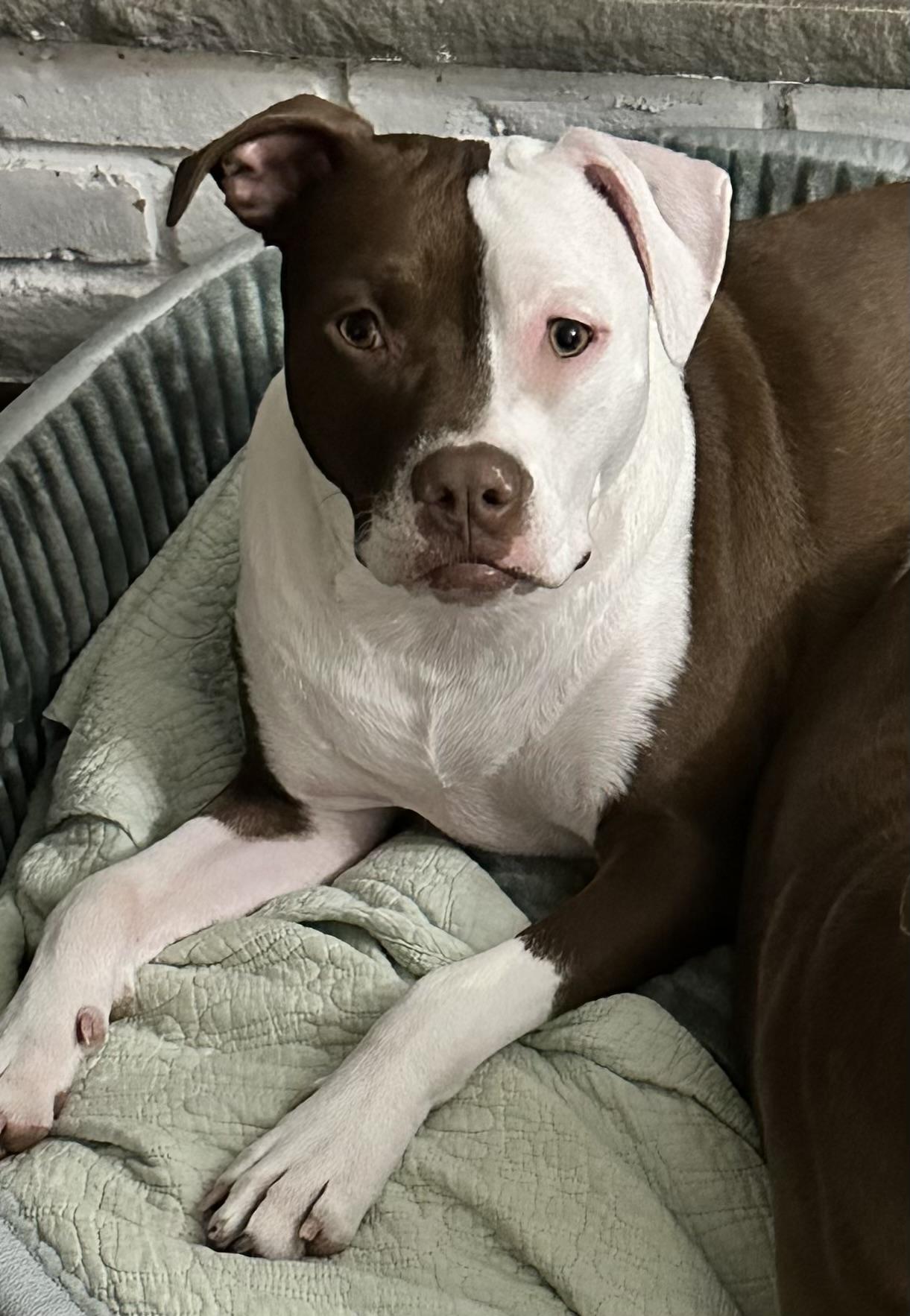 Enlarge Little Miss Princess, a ADOPTABLE mixed breed in Newton, NJ image 3/4