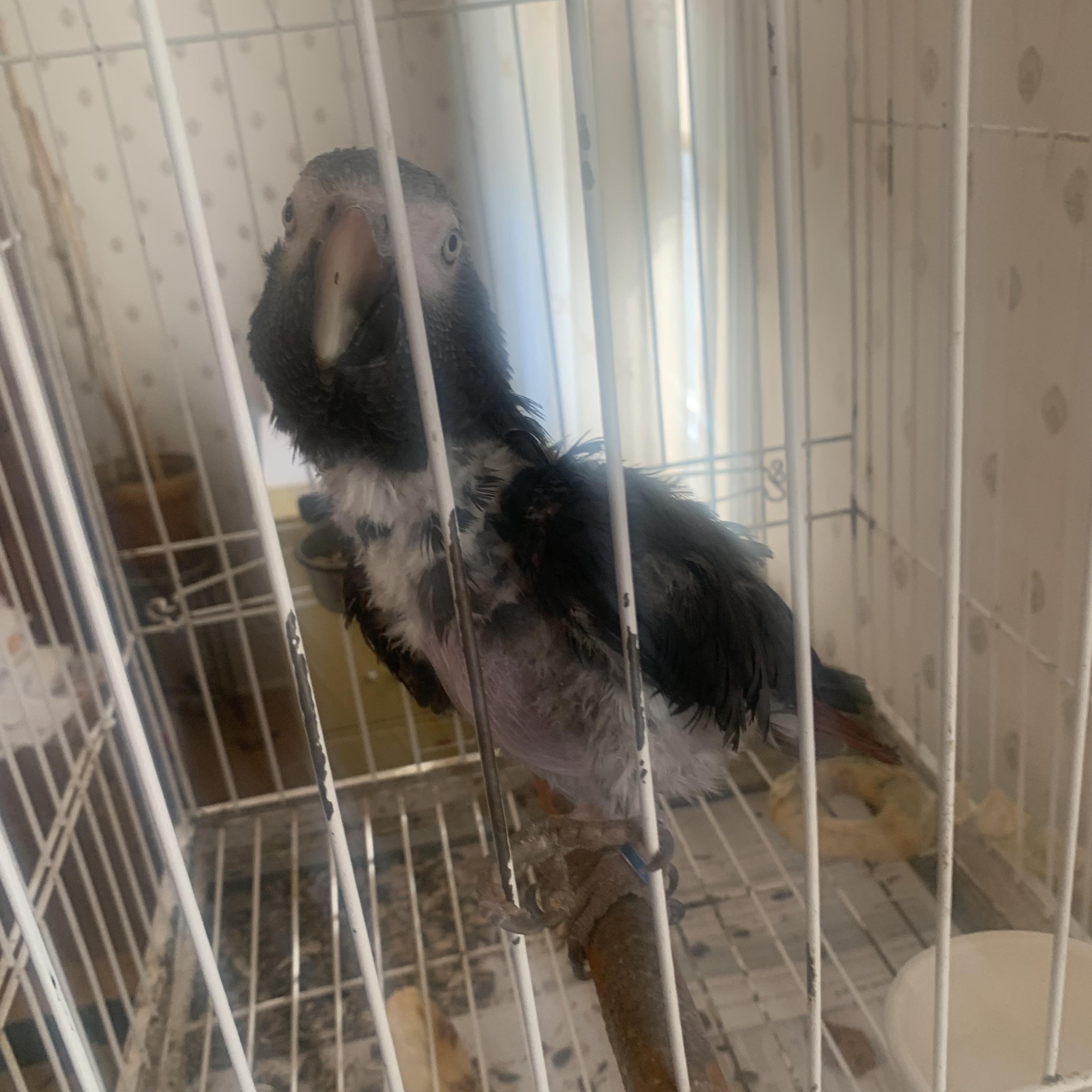 Coco, Adoptable, Senior Male African Grey.