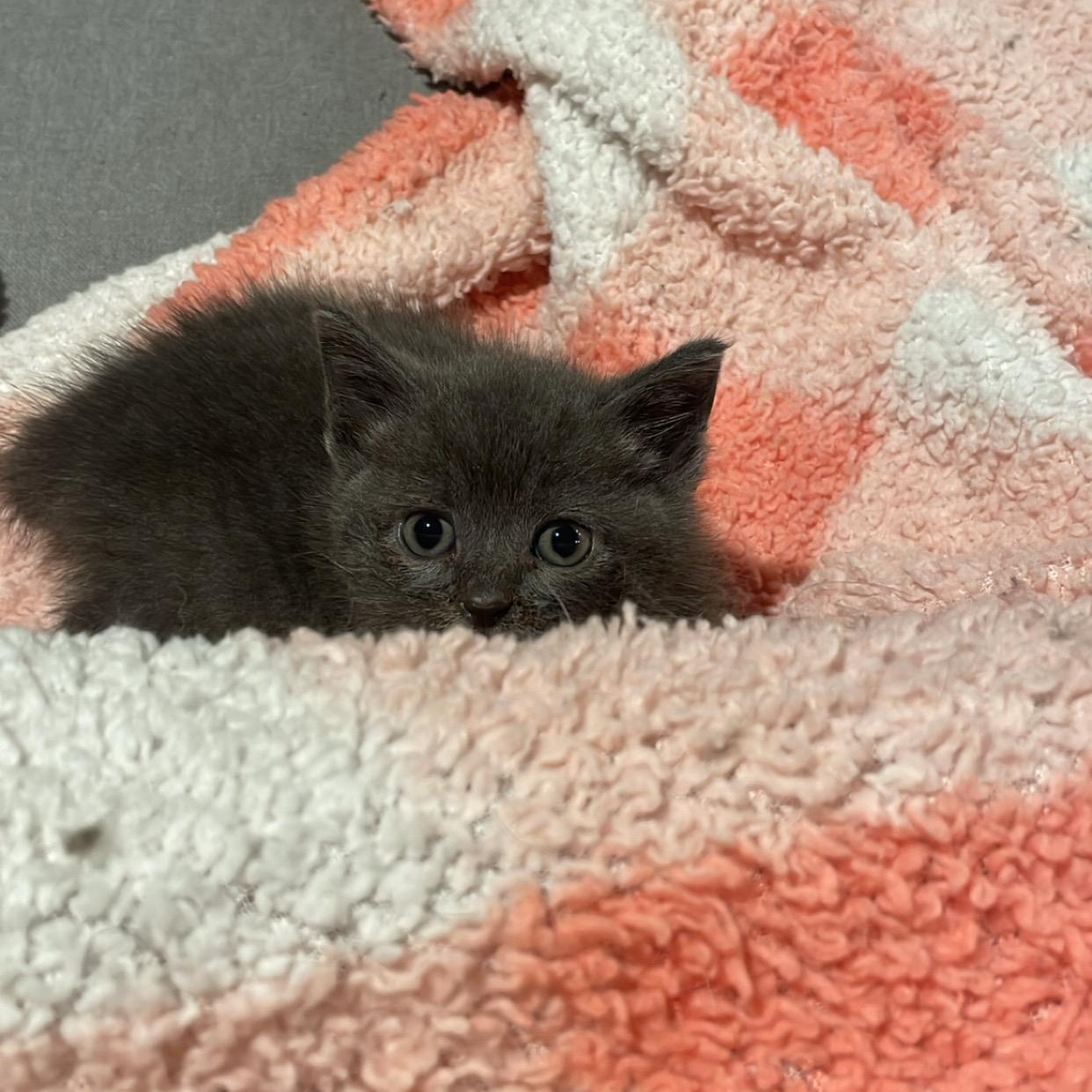 Lacie, a Adoptable Domestic Short Hair in Clyde, NC image 6/6