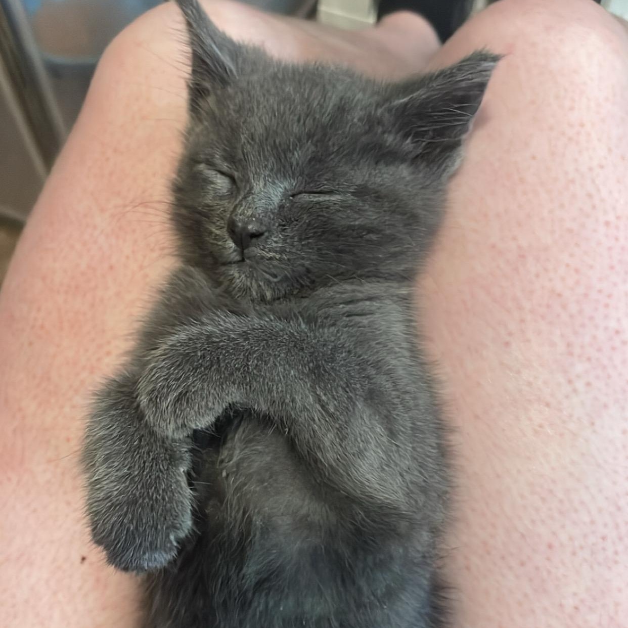 Lacie, a Adoptable Domestic Short Hair in Clyde, NC image 5/6