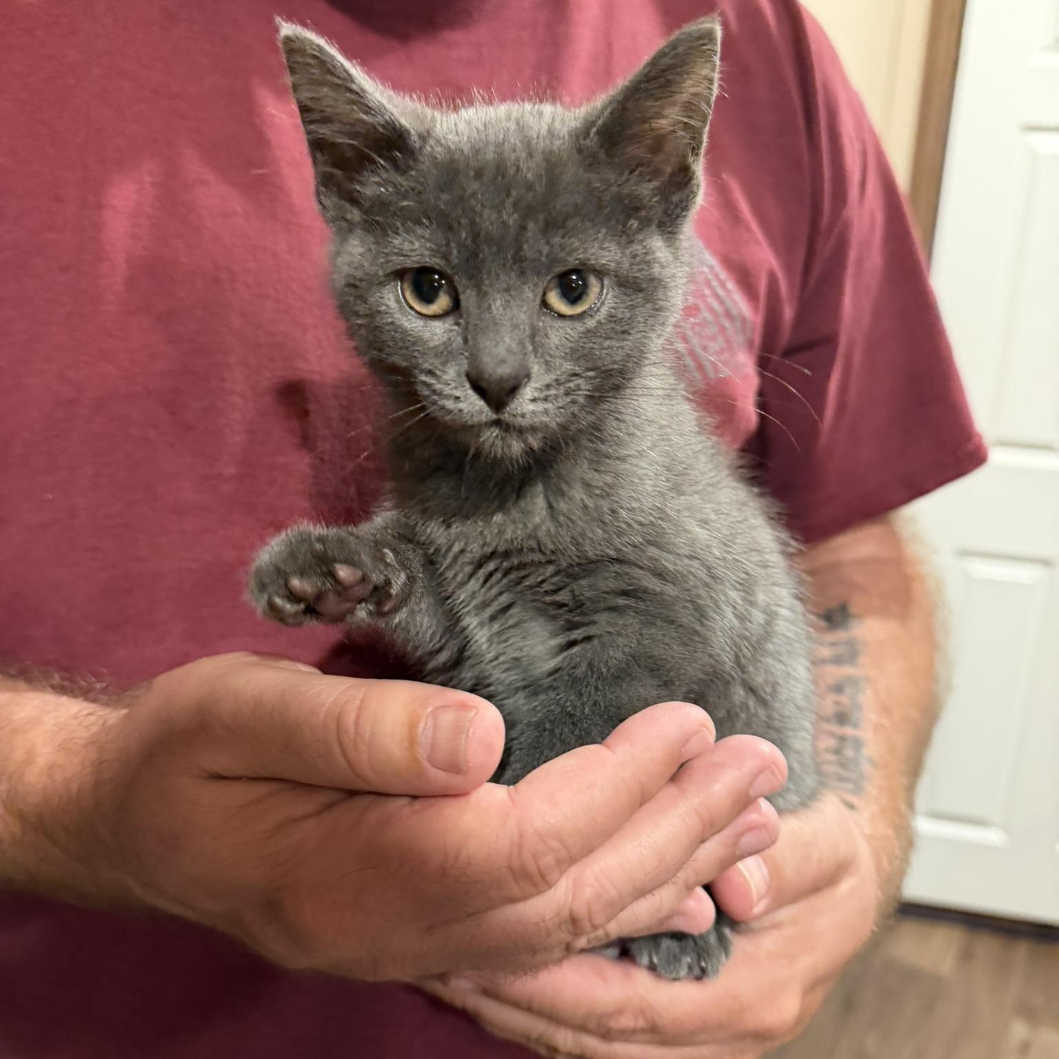 Lacie, Adoptable, Kitten Female Domestic Short Hair.