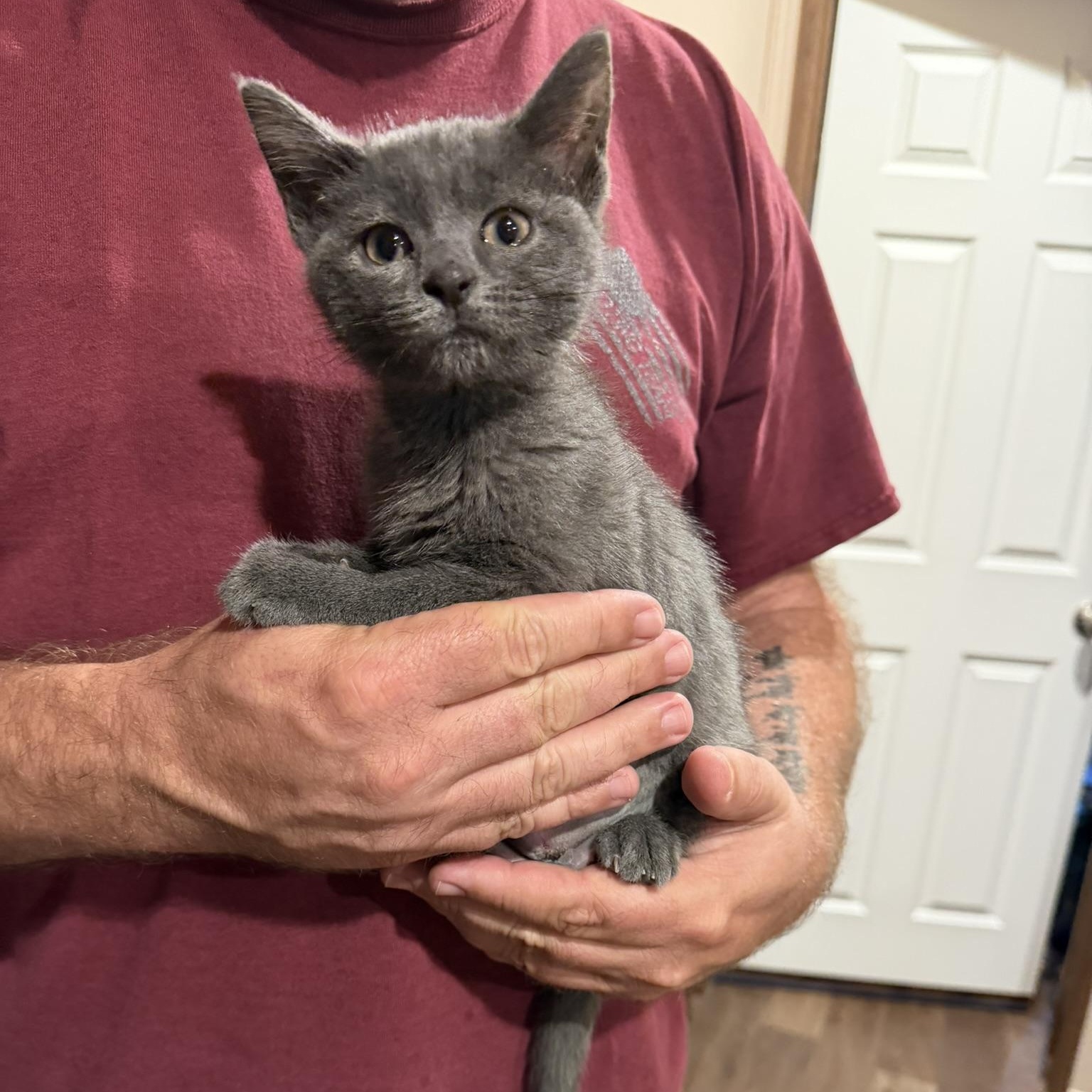 Lacie, a Adoptable Domestic Short Hair in Clyde, NC image 2/6