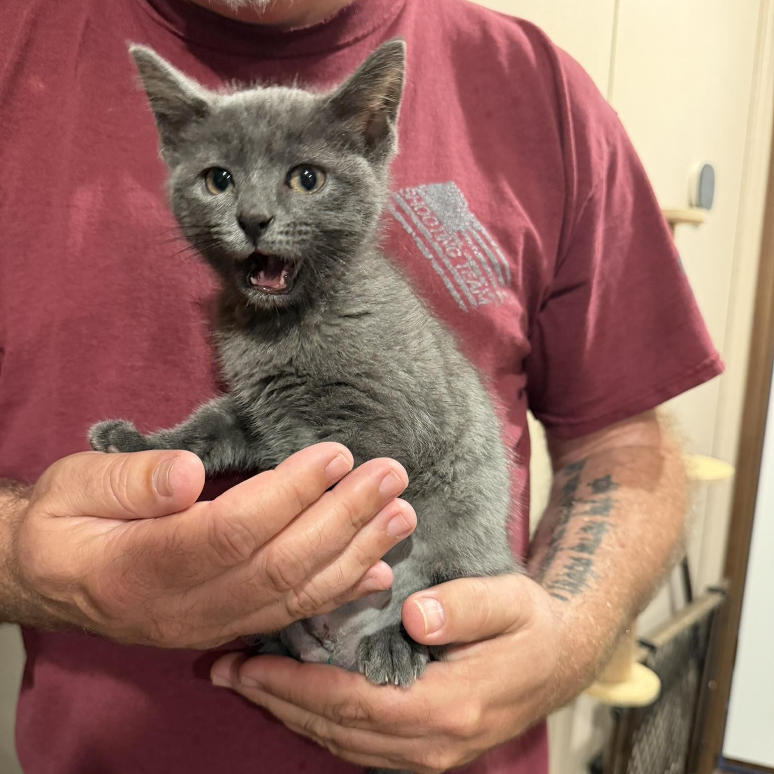 Lacie, a Adoptable Domestic Short Hair in Clyde, NC image 3/6