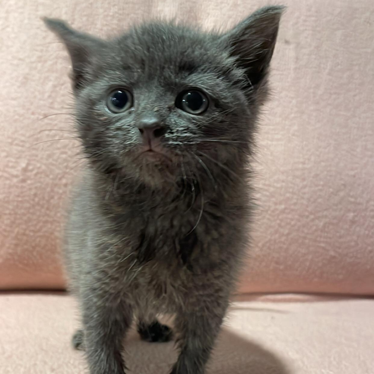 Lacie, a Adoptable Domestic Short Hair in Clyde, NC image 4/6