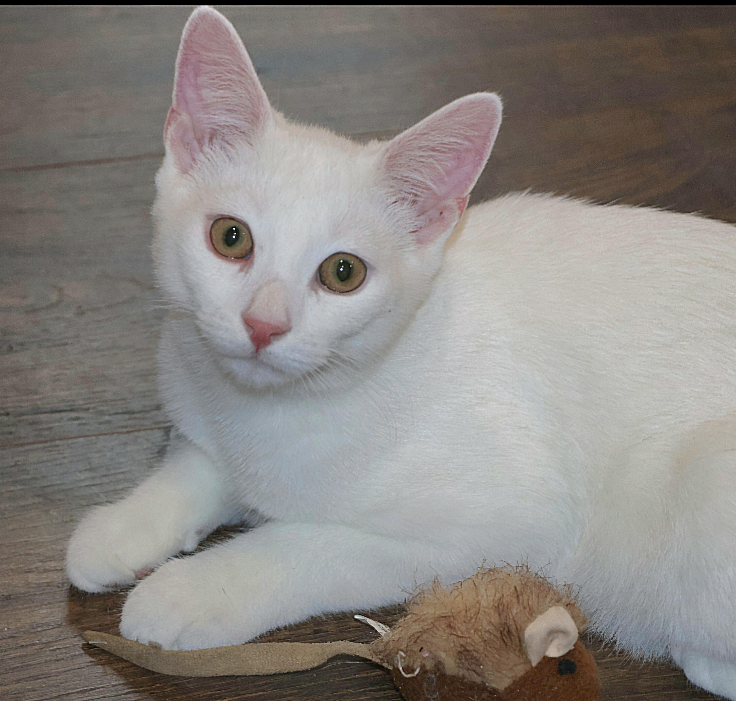 Pantone, Adoptable, Young Male Domestic Short Hair.