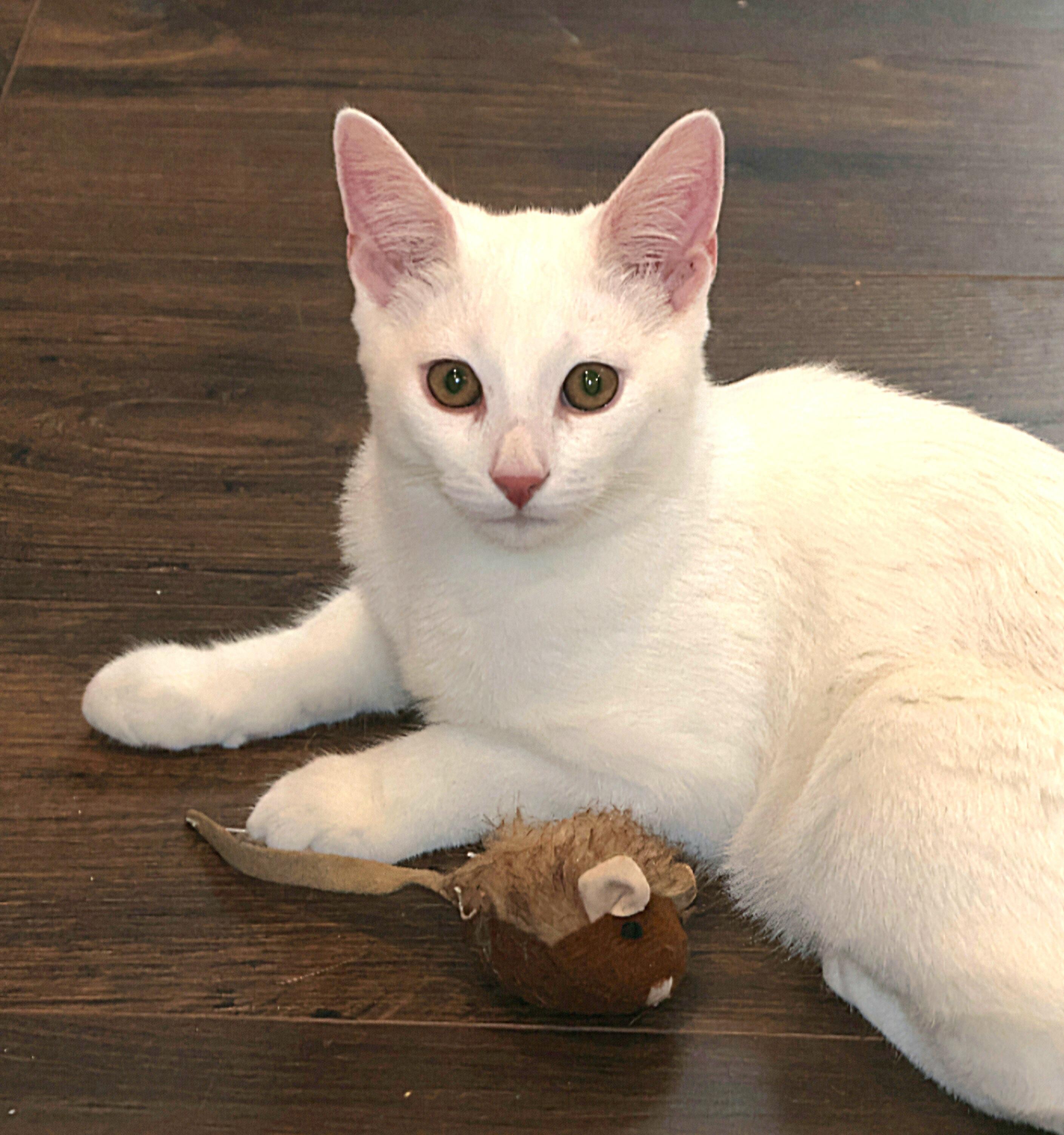 Enlarge Pantone, a Adoptable Domestic Short Hair in Attleboro, MA image 2/3