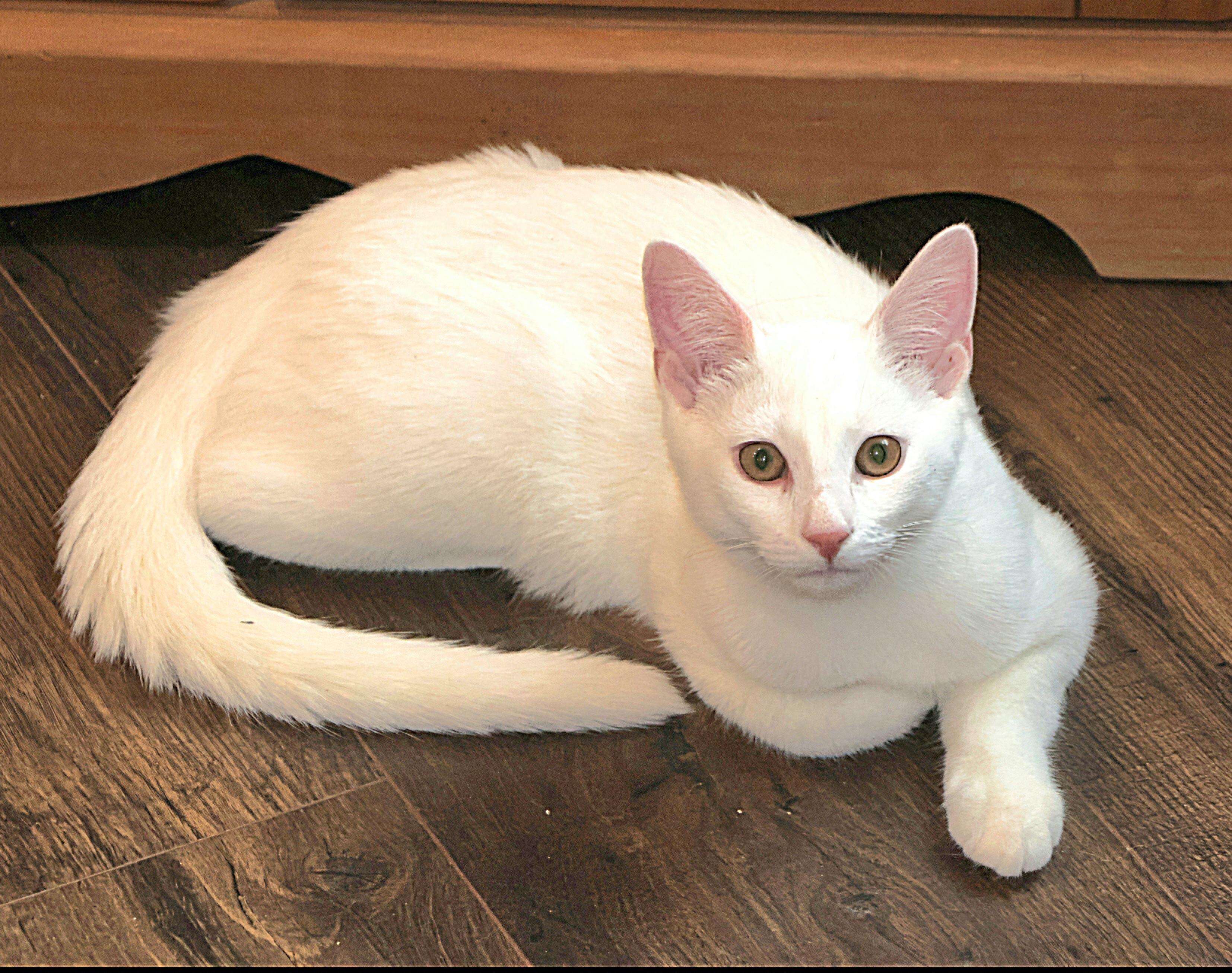 Enlarge Pantone, a Adoptable Domestic Short Hair in Attleboro, MA image 3/3