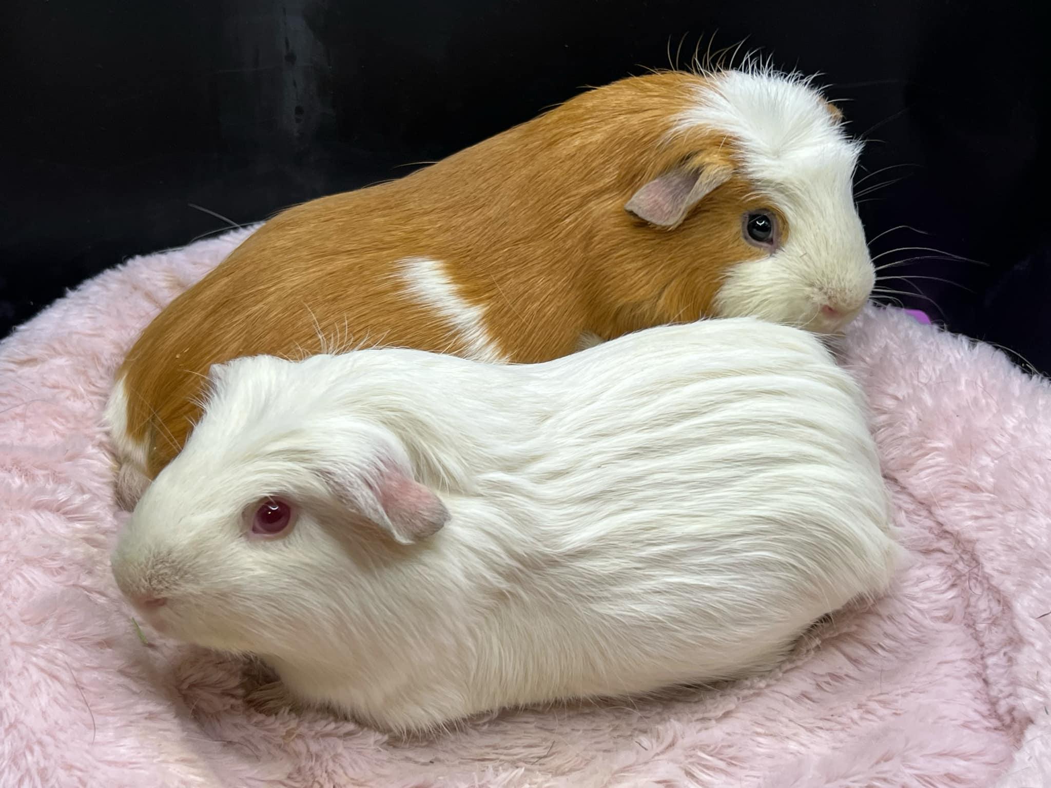 Kevin, Adopted, Adult Male Guinea Pig.