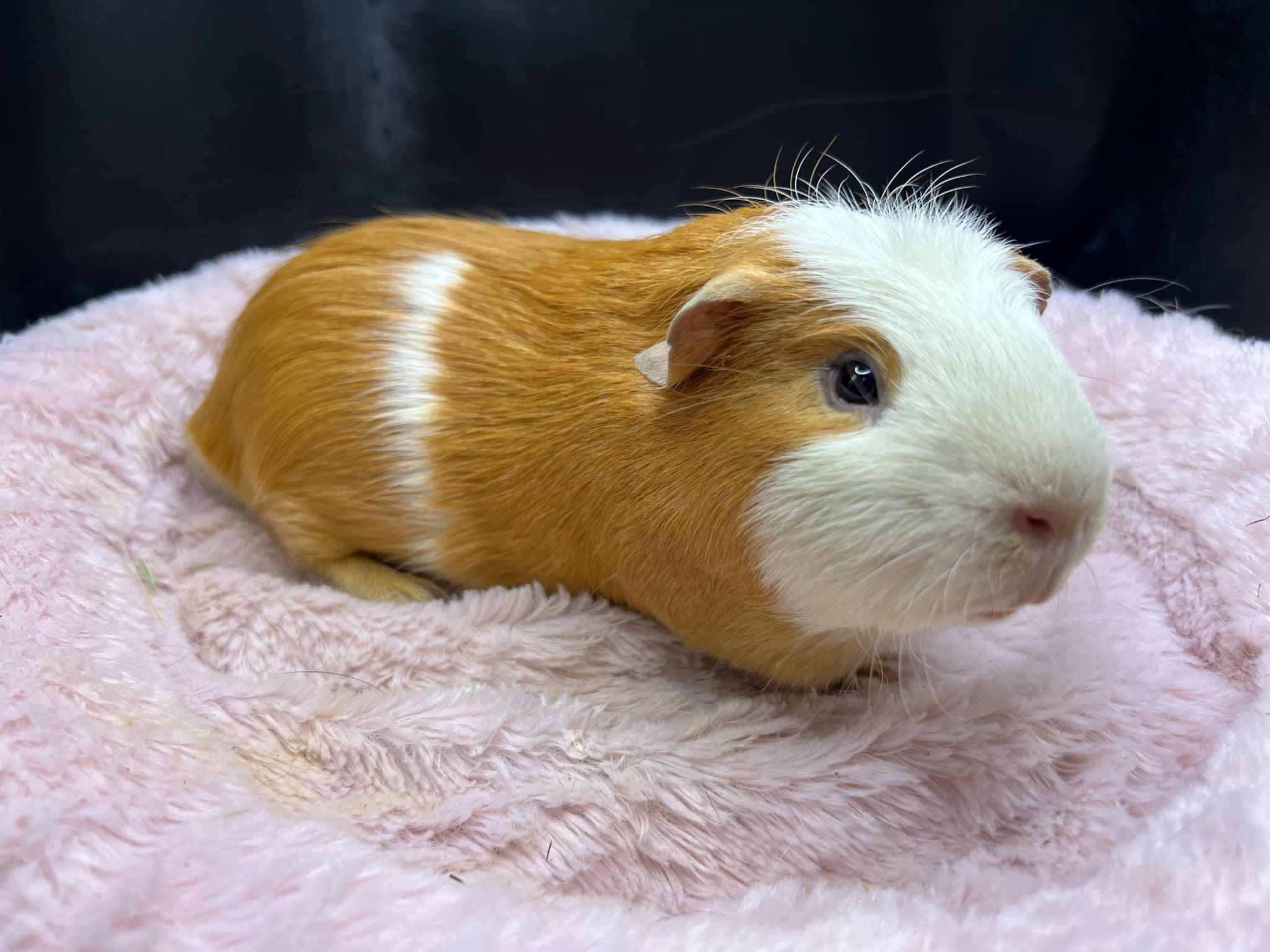 Kevin, a Adopted Guinea Pig in Eagle River, AK image 2/3