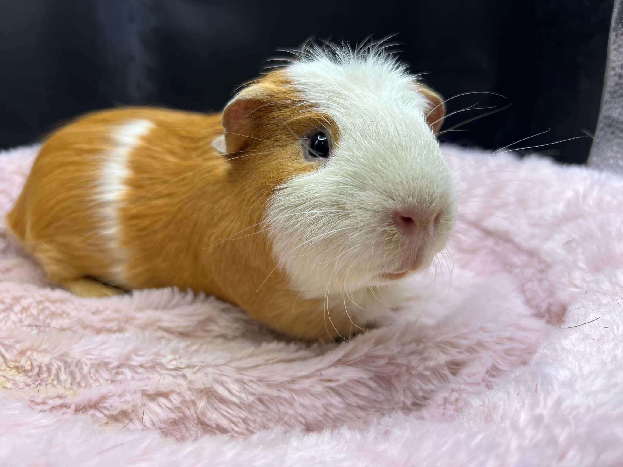 Kevin, a Adopted Guinea Pig in Eagle River, AK image 1/3