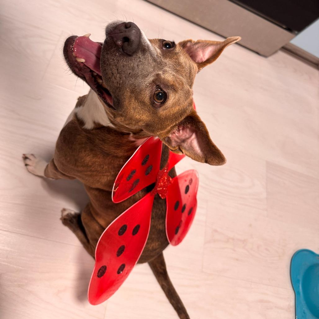 Enlarge Lorrie, a Adoptable Mixed Breed in Merritt Island, FL image 1/6