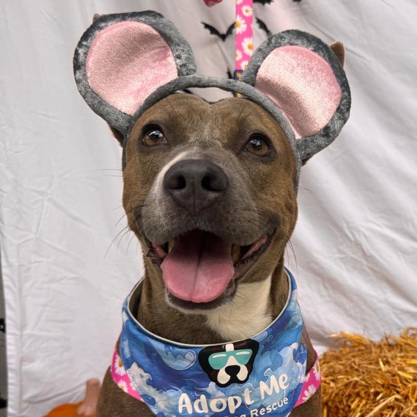 Enlarge Lorrie, a Adoptable Mixed Breed in Merritt Island, FL image 3/6